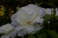 b8068486155b06911ac833b14ec874b1