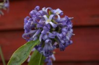 0d81ede2fdebd7b89dd02f1e8a374239