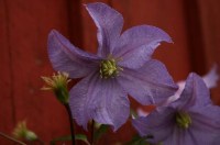 0fceb28e51bb182e912ef2d9d8c0f3b5