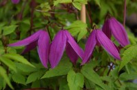 1d098346206aabd221689da89047c0bb