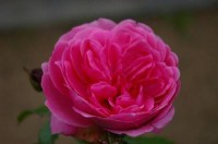 4ec33c509896077fd766ab943b5ef9ad
