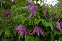 dfa0c6472739706c8d4c81e10cde08ff