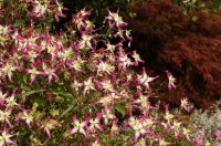 f4b16206f17a8ef4164cc5494b892fae